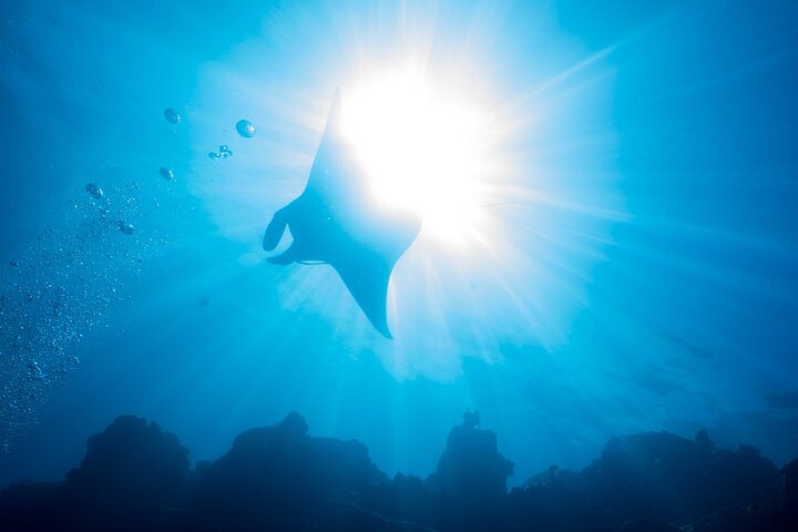 Scuba Diving In South Maui. No Experience Required. - thumb 4