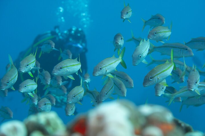 Scuba Diving In South Maui. No Experience Required. - thumb 5