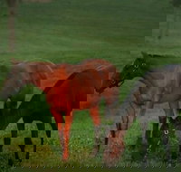 Half-Day Thoroughbred Horse Farm Tour in Kentucky - Accommodation Ohio