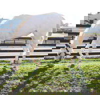 Rarest Thoroughbreds in the World Tour - Accommodation Ohio