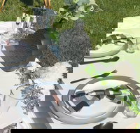 Outdoor Luxury Themed Picnic Setup in Detroit - Accommodation Ohio