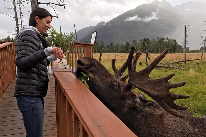Glaciers And Wildlife: Super Scenic Day Tour From Anchorage - thumb 5