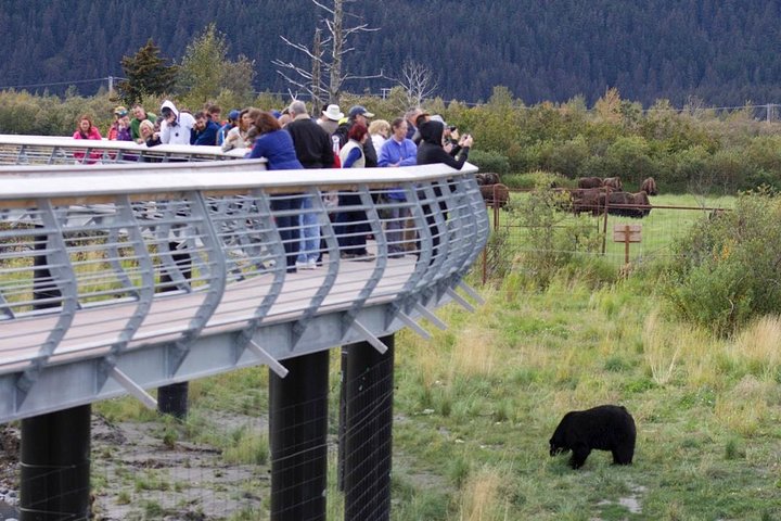 Alaska Wildlife Day Tour With Free Hotel Pickup - thumb 3