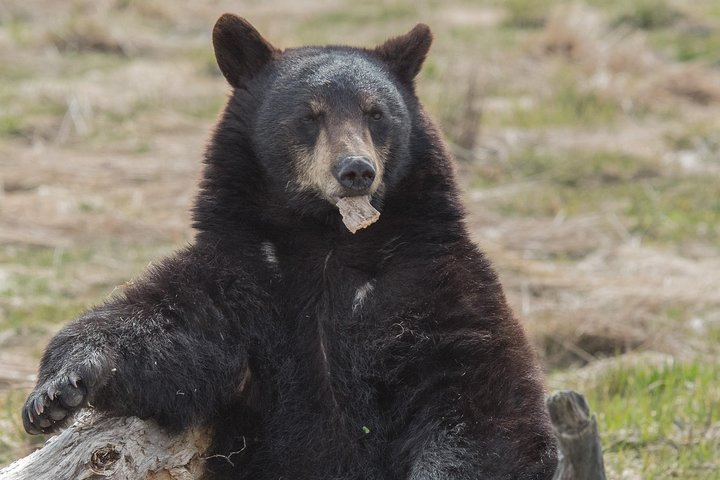 Alaska Wildlife Day Tour With Free Hotel Pickup - thumb 4