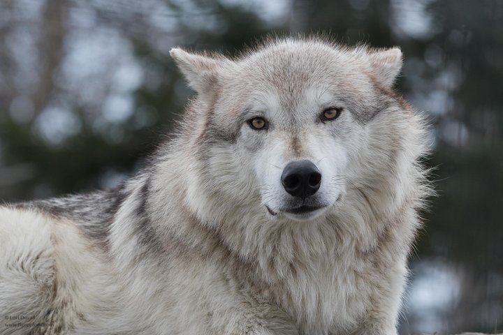 Alaska Wildlife Day Tour With Free Hotel Pickup - thumb 5