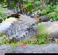 Alaska Wildlife Tour - Accommodation Ohio