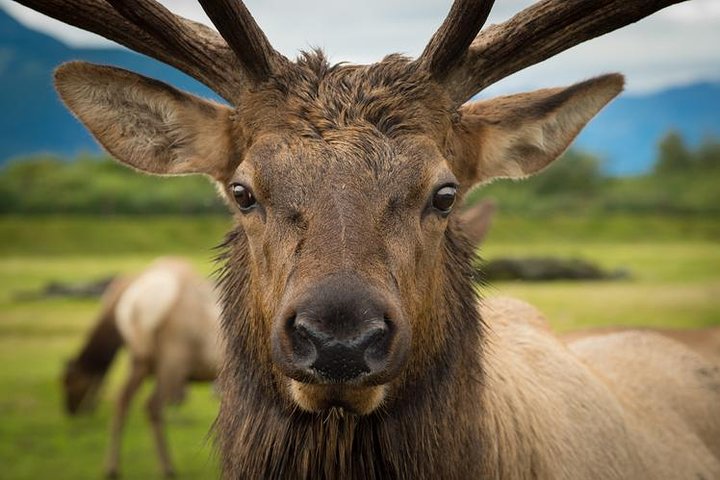 Glacier & Wildlife Discovery Tour - thumb 0