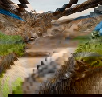 Glacier  Wildlife Discovery Tour - Accommodation Ohio