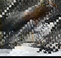 Winter - Wildlife  Turnagain Arm Tour - Accommodation Ohio