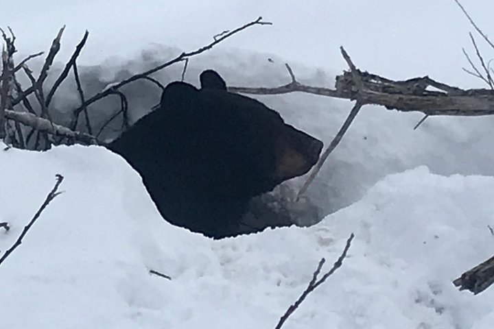 Winter - Wildlife & Turnagain Arm Tour - thumb 2