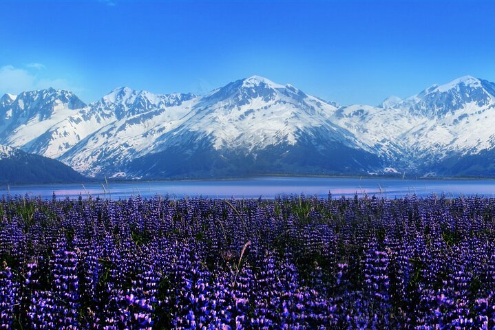 Alaska Wildlife Conservation Center Express - thumb 0