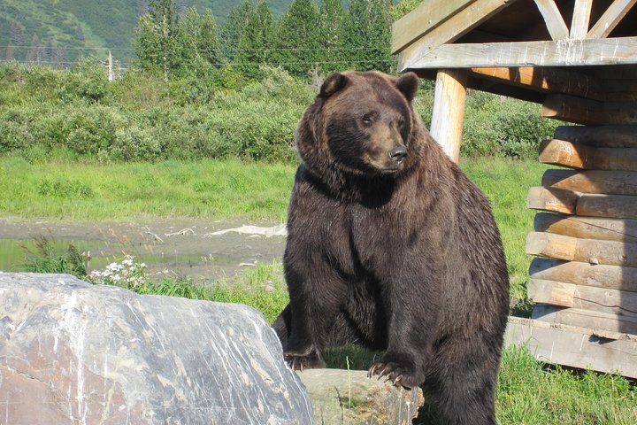 Alaska Wildlife Conservation Center Express - thumb 2
