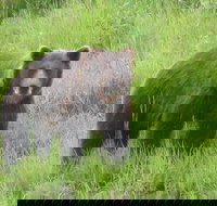 Bear Feeding at the Alaska Wildlife Conservation Center - Accommodation Ohio