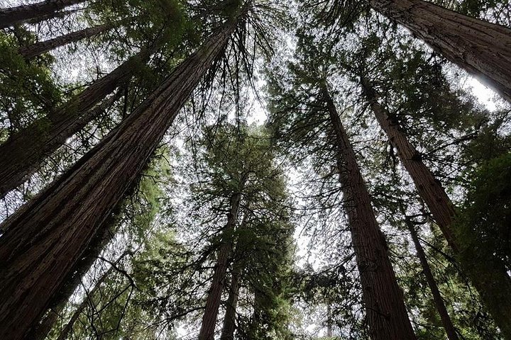 3-1 Muir Woods Visit With Sausalito & Half Day Wine Country (All Fees Included) - thumb 3