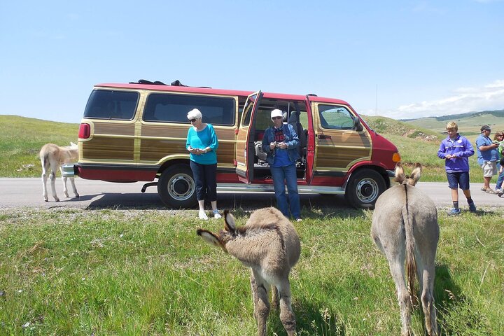 Private - Convertible-Van Safari At Custer State Park - thumb 4
