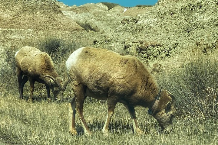 Private VIP Boutique Day Tour Of Mt. Rushmore And The Badlands - thumb 0