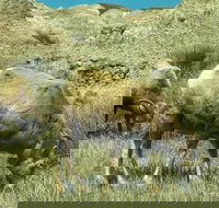 Private VIP Boutique Day Tour of Mt. Rushmore and The Badlands - Accommodation Ohio