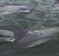 90-Minute Private Dolphin Tour in Hilton Head Island - Accommodation Ohio