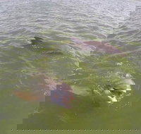 Hilton Head Disappearing Island Dolphin Tour - Accommodation Ohio