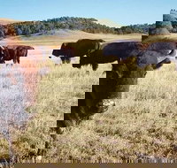 Private Mt Rushmore  Southern Black Hills Tour - Accommodation Ohio