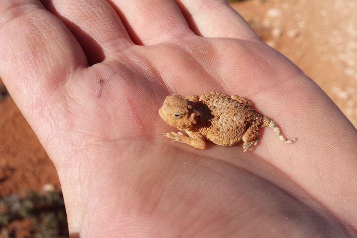 Zion Jeep Tour Premium Package - Morning Tour - thumb 0