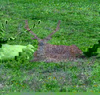 Lower Loop of Yellowstone Tours - Accommodation Ohio