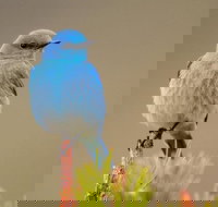 Yellowstone Lower Loop Guided Tour from Cody Wyoming - Accommodation Ohio