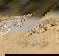 Yellowstone Custom Wildlife and Nature Tour - Accommodation Ohio