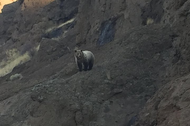 PET FRIENDLY PRIVATE Tour To Yellowstone National Park - thumb 0