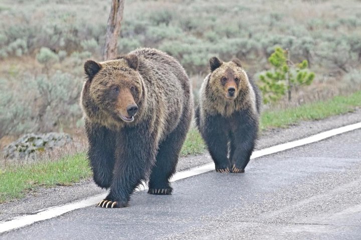 PET FRIENDLY PRIVATE Tour To Yellowstone National Park - thumb 1