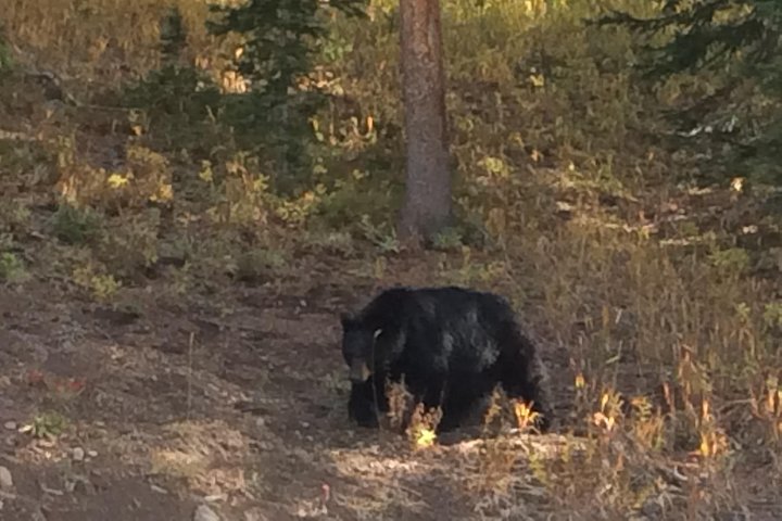 PET FRIENDLY PRIVATE Tour To Yellowstone National Park - thumb 2