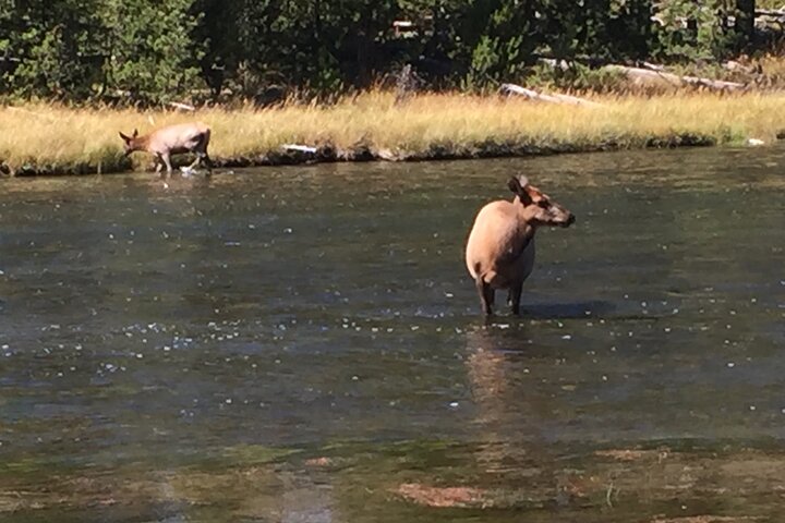 PET FRIENDLY PRIVATE Tour To Yellowstone National Park - thumb 4