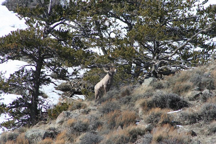 PET FRIENDLY PRIVATE Tour To Yellowstone National Park - thumb 5