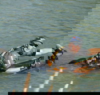 Red Canyon River Trips 100pm - Accommodation Ohio