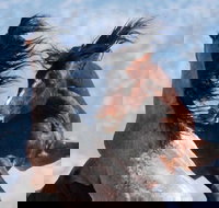 Red Canyon Wild Mustang Tour 530pm. - Accommodation Ohio