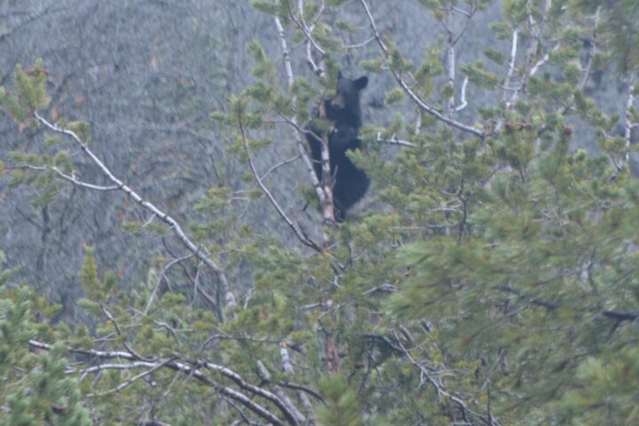 Yellowstone Open Air Tours By Cody Wyoming Adventures - thumb 2