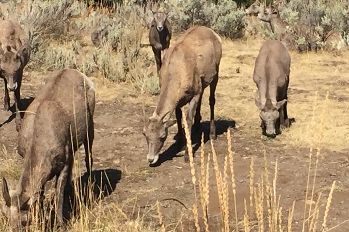 Yellowstone Open Air Tours By Cody Wyoming Adventures - thumb 3