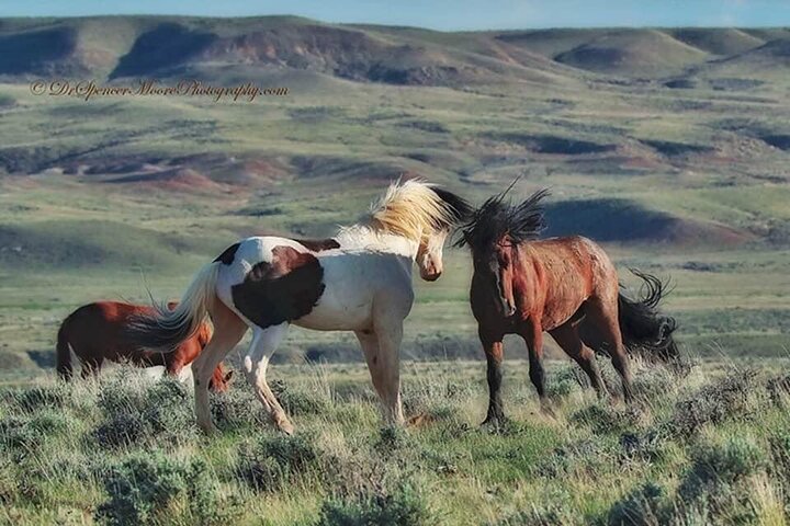 Private Red Canyon Wild Mustang Tour - thumb 0