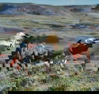 Private Red Canyon Wild Mustang Tour - Accommodation Ohio