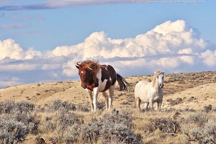 Private Red Canyon Wild Mustang Tour - thumb 1