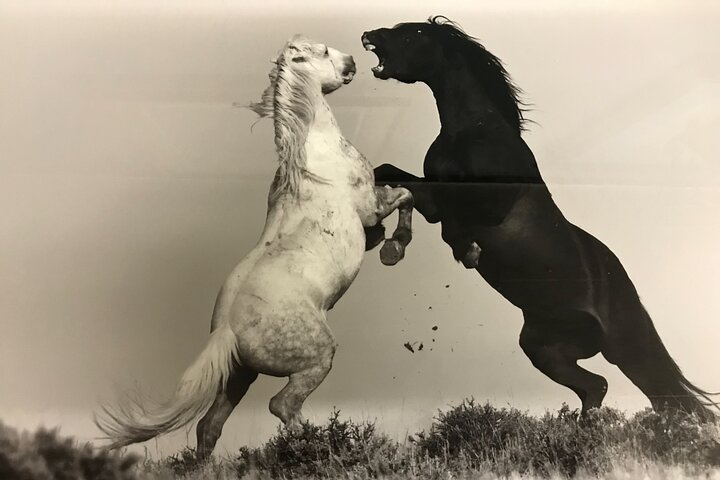 Private Red Canyon Wild Mustang Tour - thumb 2