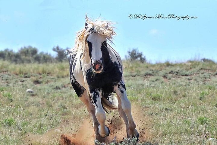 Private Red Canyon Wild Mustang Tour - thumb 4