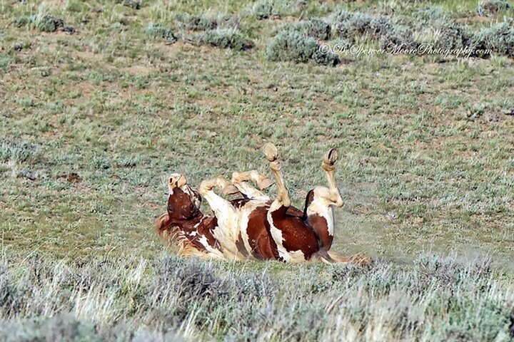 Private Red Canyon Wild Mustang Tour - thumb 5