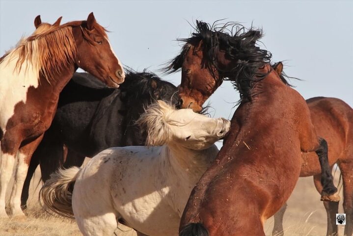 Cody E-Bike Rental With Free Use Of Helmet - thumb 2