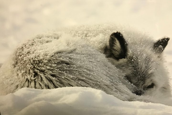 Private Yellowstone National Park Lower Loop Tour - thumb 5