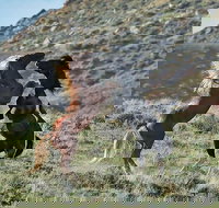 Red Canyon Mustang Tour 830am. - Accommodation Ohio