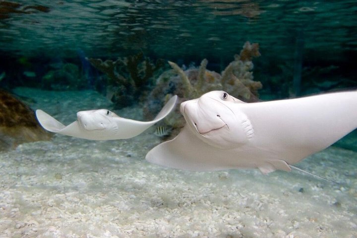 SEA LIFE Orlando Aquarium - thumb 1