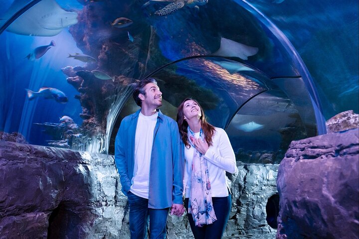 SEA LIFE Orlando Aquarium - thumb 5
