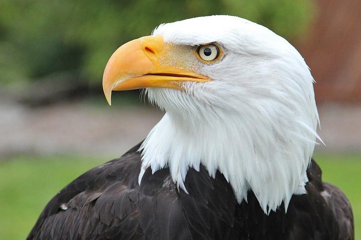 Sitka Premium Tour- Private- Alaska Raptor Center, Fortress Of The Bears,Totems - thumb 0