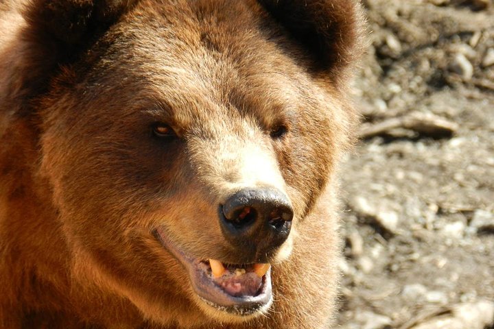 Sitka Premium Tour- Private- Alaska Raptor Center, Fortress Of The Bears,Totems - thumb 1